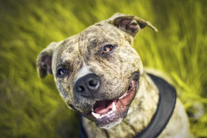 Las Vegas Dog Bite Lawyer